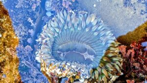 Close up of a tide pool with a green sea anemone at Cabrillo Tide Pools in San Diego, California, USA